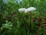 Marasmius capillaris image