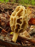 Morchella diminutiva image