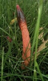 Mutinus elegans image