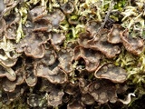 Peltigera didactyla image