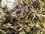 Peltigera didactyla image