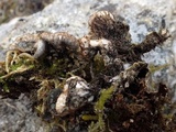Peltigera didactyla image