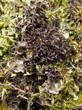 Peltigera didactyla image