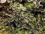 Peltigera didactyla image