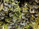 Peltigera didactyla image