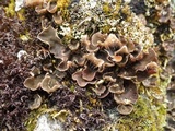 Peltigera didactyla image