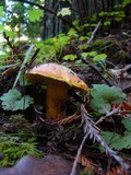 Suillus caerulescens image