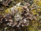 Peltigera didactyla image