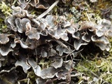 Peltigera didactyla image