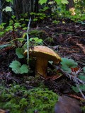 Suillus caerulescens image