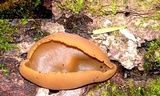 Otidea leporina image