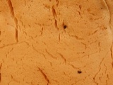 Oxyporus populinus image
