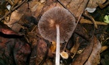 Parasola plicatilis image
