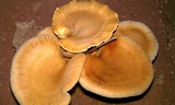 Paxillus involutus image