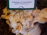 Cantharellus subalbidus image