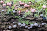 Lycogala epidendrum image