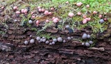 Lycogala epidendrum image
