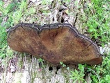 Phellinus robiniae image