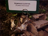 Gomphus clavatus image