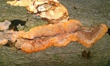 Phlebia radiata image