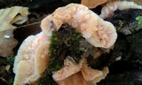 Merulius tremellosus image