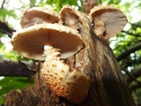 Pholiota squarrosoides image