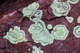 Dimelaena oreina image