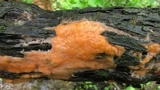 Fusicolla merismoides image