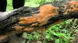 Fusicolla merismoides image