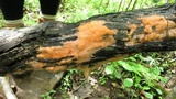 Fusicolla merismoides image