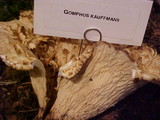 Gomphus kauffmanii image