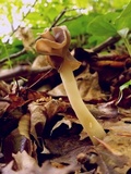 Helvella latispora image