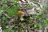 Amanita banningiana image