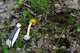 Amanita banningiana image
