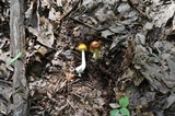 Amanita banningiana image