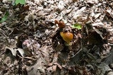 Amanita banningiana image