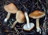 Inocybe fuscidula image