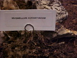 Hydnellum aurantiacum image
