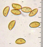 Inocybe fuscidula image