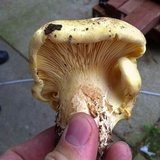 Cantharocybe gruberi image