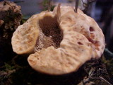 Hydnellum peckii image