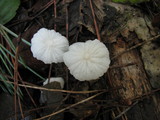 Hemimycena candida image