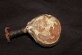Ganoderma orbiforme image