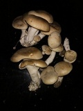 Pleurotus eryngii image