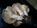Pleurotus eryngii image