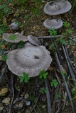 Pleurotus eryngii image