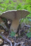 Pleurotus eryngii image