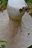 Pleurotus eryngii image