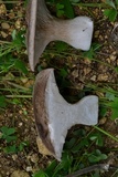 Pleurotus eryngii image