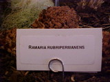 Ramaria rubripermanens image
